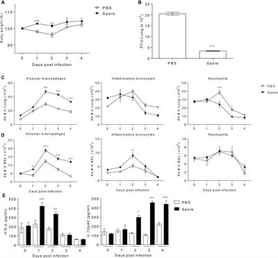 Alveolar Macrophages Treated With Bacillus subtilis Spore Protect Mice Infected With Respiratory Syncytial Virus A2